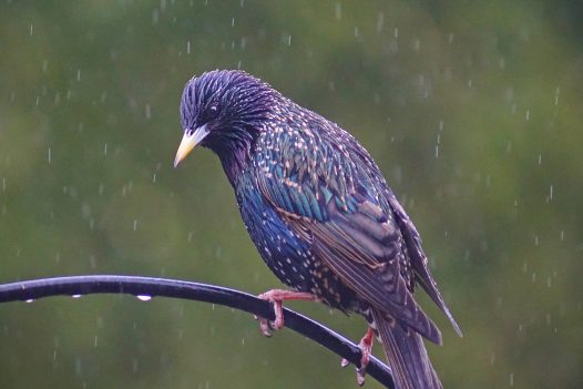 Starlings