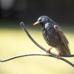 Young Starling