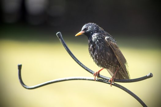 Young Starling