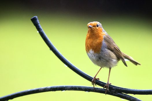 Robin