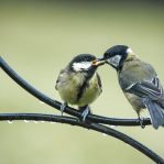 Coal Tits