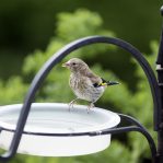 Young Goldfinch