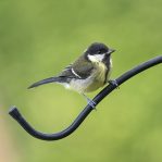 Great Tit