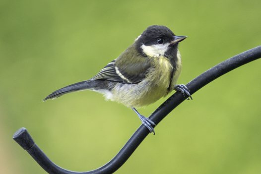 Great Tit