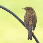Young robin (I think)