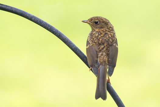 Young robin (I think)