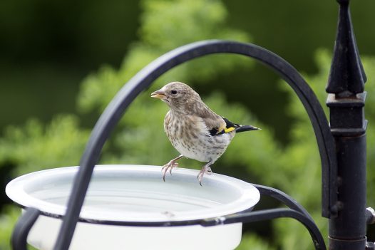 Young Goldfinch